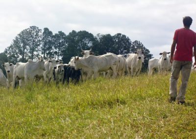 Proprietário rural com o gado em área com Manejo de Pastagem Ecológica, em Bragança Paulista
