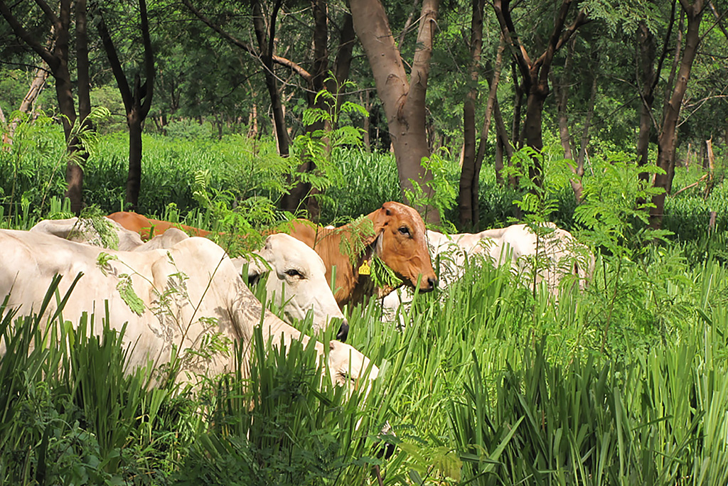 Sistema Silvipastoril: árvores contribuem para a produtividade