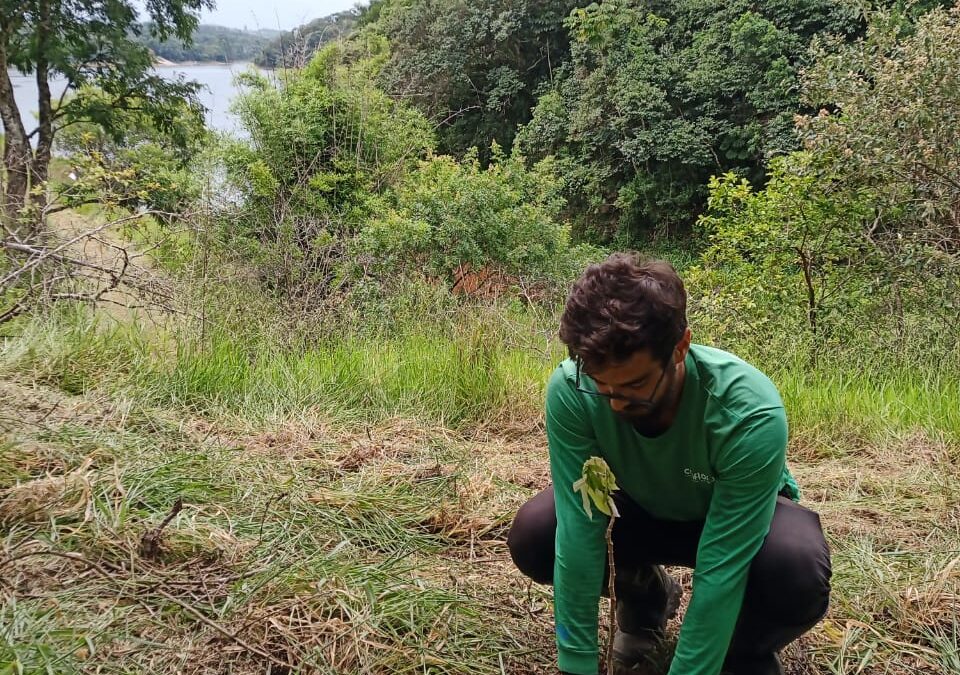 Parceria com plataforma de doação de árvores ajuda na restauração do Sistema Cantareira e combate às mudanças climáticas