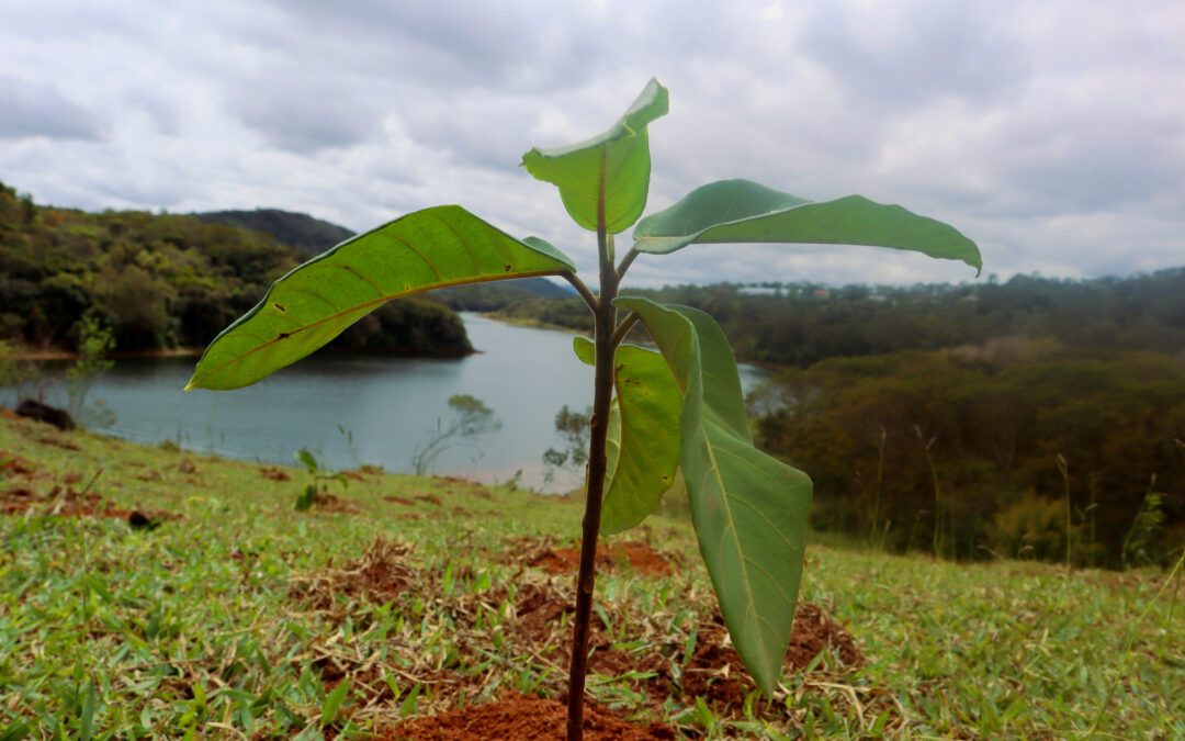 Pagamento por Serviços Ambientais: incentivo econômico para quem cuida do meio ambiente