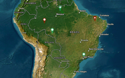 O que as florestas fazem pelo clima?
