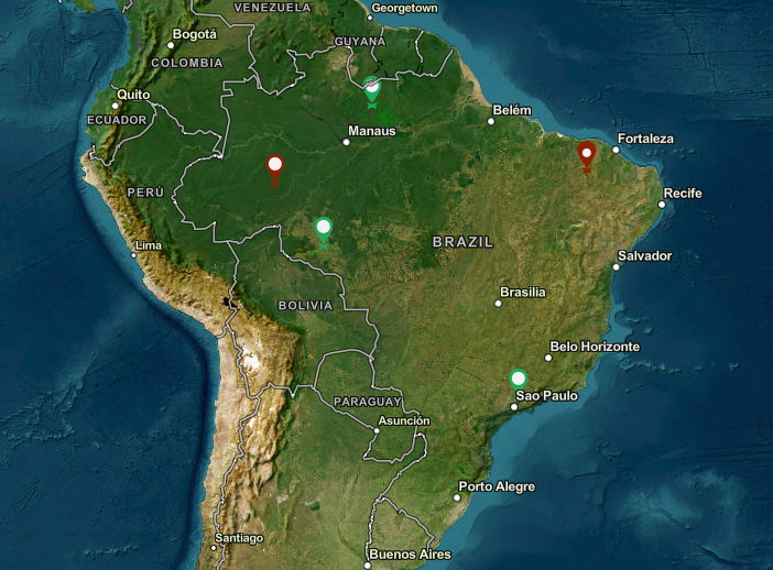 O que as florestas fazem pelo clima?