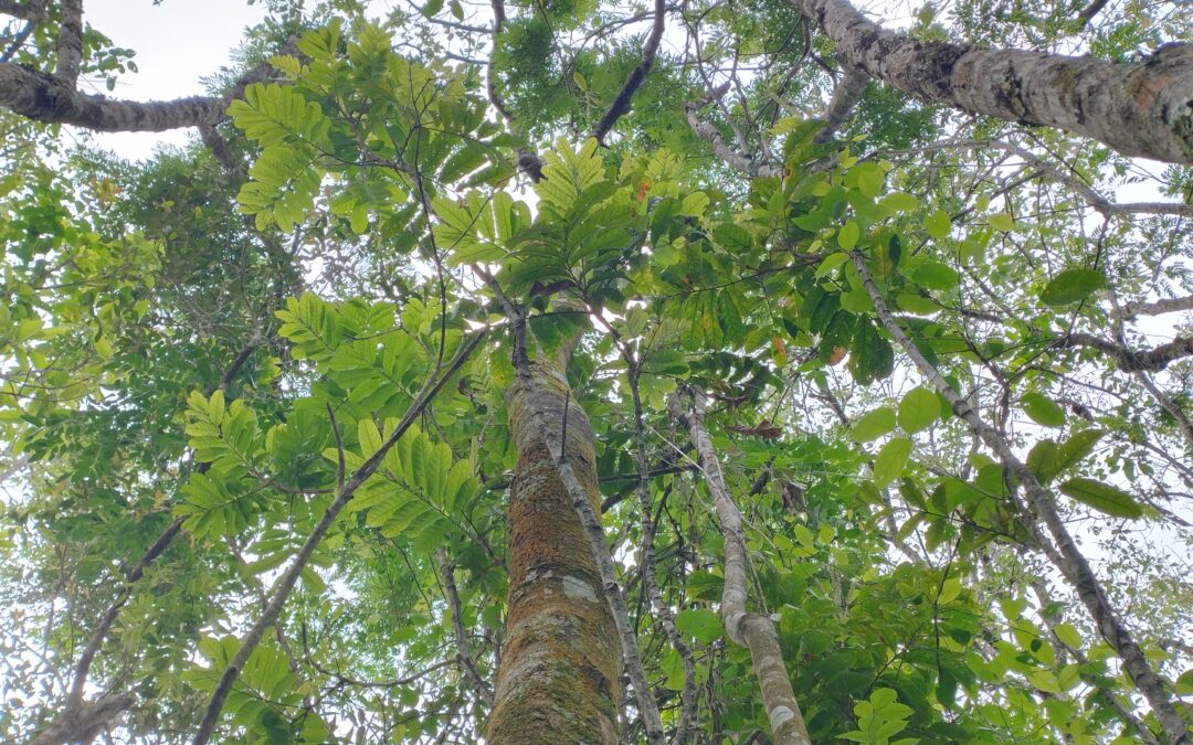 Reproduzindo florestas: a importância da conservação dos remanescentes para a coleta de sementes nativas da Mata Atlântica 