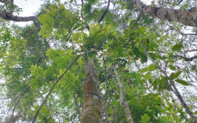 Reproduzindo florestas: a importância da conservação dos remanescentes para a coleta de sementes nativas da Mata Atlântica 