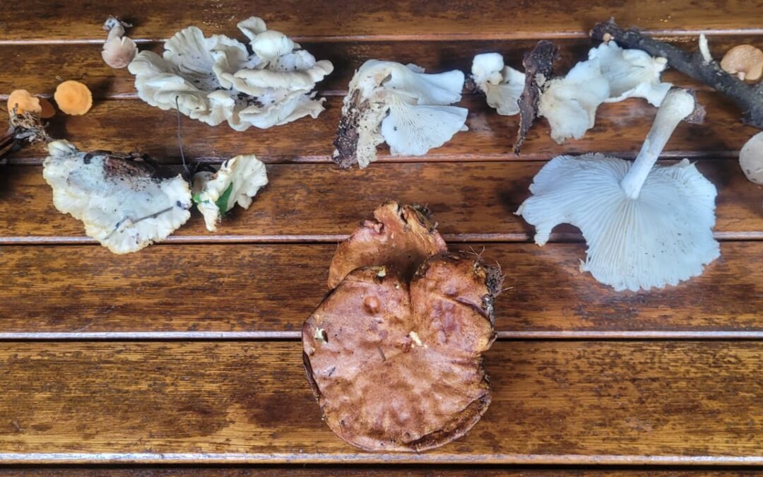 Inventário de Cogumelos Comestíveis do Cantareira 