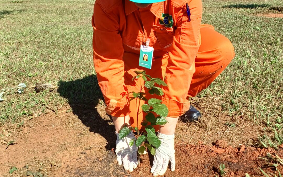 Plantio de árvores no Dia do Meio Ambiente
